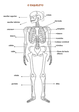 O ESQUELETO
maxilar superior
clavícula
maxilar inferior
crânio
omoplata
vértebra
Ossos da bacia
(ilíaco)
coluna vertebral
costelas
úmero
esterno
úmero
cúbito
rádio
tíbiaperónio
rótula
 