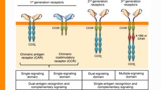 Car t cells - Chimeric antigen receptors (CARs) | PDF
