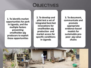 Smallholder pig value chain project in Uganda