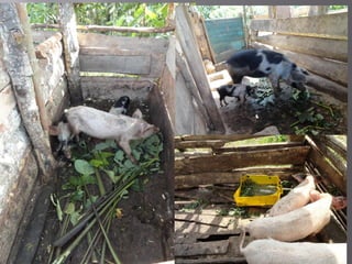 Smallholder pig value chain project in Uganda