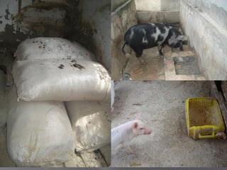 Smallholder pig value chain project in Uganda