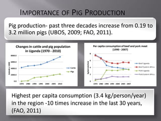 Smallholder pig value chain project in Uganda