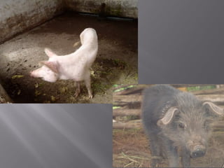 Smallholder pig value chain project in Uganda