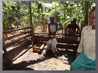 Smallholder pig value chain project in Uganda