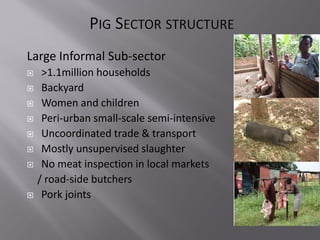Smallholder pig value chain project in Uganda
