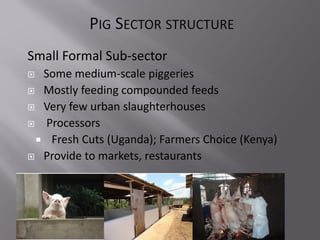 Smallholder pig value chain project in Uganda