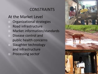 Smallholder pig value chain project in Uganda