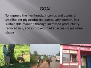 Smallholder pig value chain project in Uganda