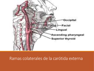 Ramas colaterales de la carótida externa
 