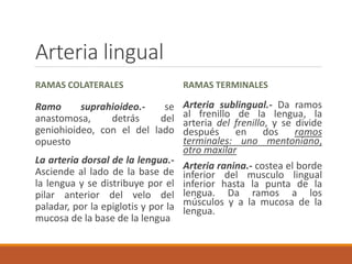 Arteria lingual
RAMAS COLATERALES
Ramo suprahioideo.- se
anastomosa, detrás del
geniohioideo, con el del lado
opuesto
La arteria dorsal de la lengua.-
Asciende al lado de la base de
la lengua y se distribuye por el
pilar anterior del velo del
paladar, por la epiglotis y por la
mucosa de la base de la lengua
RAMAS TERMINALES
Arteria sublingual.- Da ramos
al frenillo de la lengua, la
arteria del frenillo, y se divide
después en dos ramos
terminales: uno mentoniano,
otro maxilar
Arteria ranina.- costea el borde
inferior del musculo lingual
inferior hasta la punta de la
lengua. Da ramos a los
músculos y a la mucosa de la
lengua.
 