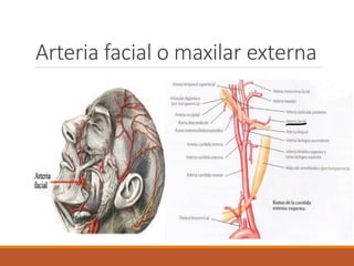 Arteria facial o maxilar externa
 