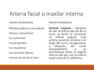 Arteria facial o maxilar interna
RAMAS COLATERALES
Palatina inferior o ascendente
Ramos submaxilares
La submental
La pterigoidea
La masetérica
La coronaria inferior
Arteria del ala de la nariz
RAMAS TERMINALES
Arteria angular.- después
de dar la arteria del ala de la
nariz, la facial se convierte
en arteria angular. Esta
arteria asciende primero a lo
largo del surco nasogeniano,
y después, del surco
nasopalpebral, y se
anastomosa hacia el ángulo
interno del ojo, con la arteria
nasal rama de la oftálmica.
 
