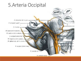 5.Arteria Occipital
 