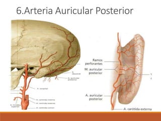 6.Arteria Auricular Posterior
 