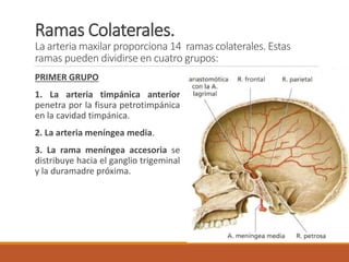 Ramas Colaterales.
La arteria maxilar proporciona 14 ramas colaterales. Estas
ramas pueden dividirse en cuatro grupos:
PRIMER GRUPO
1. La arteria timpánica anterior
penetra por la fisura petrotimpánica
en la cavidad timpánica.
2. La arteria meníngea media.
3. La rama meníngea accesoria se
distribuye hacia el ganglio trigeminal
y la duramadre próxima.
 