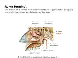 Rama Terminal.
Esta penetra en la cavidad nasal correspondiente por la parte inferior del agujero
esfenopalatino y se divide inmediatamente en dos ramas
 