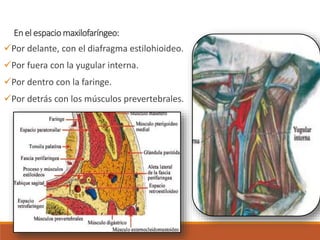 En el espacio maxilofaríngeo:
Por delante, con el diafragma estilohioideo.
Por fuera con la yugular interna.
Por dentro con la faringe.
Por detrás con los músculos prevertebrales.
 