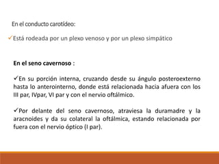 En el conducto carotídeo:
Está rodeada por un plexo venoso y por un plexo simpático
En el seno cavernoso :
En su porción interna, cruzando desde su ángulo posteroexterno
hasta lo anterointerno, donde está relacionada hacia afuera con los
III par, IVpar, VI par y con el nervio oftálmico.
Por delante del seno cavernoso, atraviesa la duramadre y la
aracnoides y da su colateral la oftálmica, estando relacionada por
fuera con el nervio óptico (I par).
 