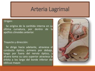 Arteria Lagrimal
Origen:
Se origina de la carótida interna en su
última curvatura, por dentro de la
apófisis clinoides anterior.
Trayecto y dirección:
Se dirige hacia adelante, atraviesa el
conducto óptico, primero por debajo,
luego por fuera del nervio óptico, y
afuera toma su cara superior atraviesa la
órbita a los largo del borde inferior del
oblicuo mayor.
 