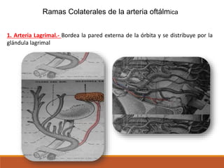 Ramas Colaterales de la arteria oftálmica
1. Arteria Lagrimal.- Bordea la pared externa de la órbita y se distribuye por la
glándula lagrimal
 