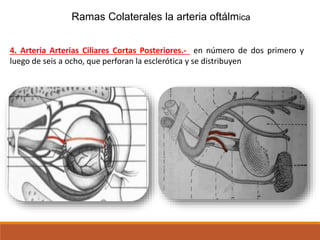 Ramas Colaterales la arteria oftálmica
4. Arteria Arterias Ciliares Cortas Posteriores.- en número de dos primero y
luego de seis a ocho, que perforan la esclerótica y se distribuyen por la coroides
 