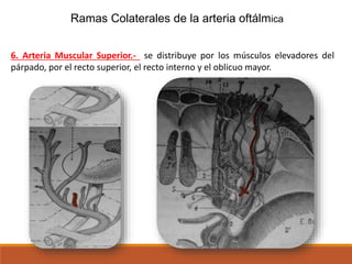 Ramas Colaterales de la arteria oftálmica
6. Arteria Muscular Superior.- se distribuye por los músculos elevadores del
párpado, por el recto superior, el recto interno y el oblicuo mayor.
 