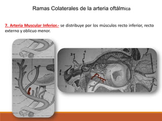 Ramas Colaterales de la arteria oftálmica
7. Arteria Muscular Inferior.- se distribuye por los músculos recto inferior, recto
externo y oblicuo menor.
 