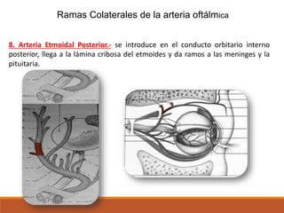 Ramas Colaterales de la arteria oftálmica
8. Arteria Etmoidal Posterior.- se introduce en el conducto orbitario interno
posterior, llega a la lámina cribosa del etmoides y da ramos a las meninges y la
pituitaria.
 