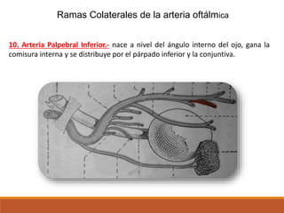 Ramas Colaterales de la arteria oftálmica
10. Arteria Palpebral Inferior.- nace a nivel del ángulo interno del ojo, gana la
comisura interna y se distribuye por el párpado inferior y la conjuntiva.
 