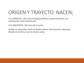 ORIGEN Y TRAYECTO: NACEN;
A la DERECHA.- Del tronco braquiocefálico, posteriormente a la
articulación esternoclavicular
A la IZQUIERDA.- Del arco de la aorta.
Ambas se extiendes hasta el borde inferior del musculo subclavio,
donde se continua con la arteria axilar.
 