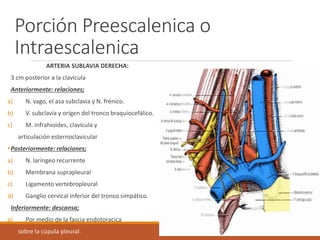 Porción Preescalenica o
Intraescalenica
ARTERIA SUBLAVIA DERECHA:
3 cm posterior a la clavicula
Anteriormente: relaciones;
a) N. vago, el asa subclavia y N. frénico.
b) V. subclavia y origen del tronco braquiocefálico.
c) M. infrahioides, clavícula y
articulación esternoclavicular
•Posteriormente: relaciones;
a) N. laríngeo recurrente
b) Membrana suprapleural
c) Ligamento vertebropleural
d) Ganglio cervical inferior del tronco simpático.
Inferiormente: descansa;
a) Por medio de la fascia endotoracica
sobre la cúpula pleural.
 