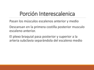 Porción Interescalenica
Pasan los músculos escalenos anterior y medio
Descansan en la primera costilla posterior musculo
escaleno anterior.
El plexo braquial pasa posterior y superior a la
arteria subclavia separándola del escaleno medio
 