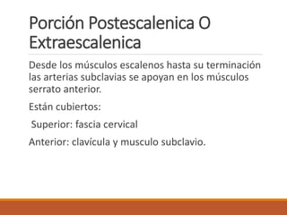Porción Postescalenica O
Extraescalenica
Desde los músculos escalenos hasta su terminación
las arterias subclavias se apoyan en los músculos
serrato anterior.
Están cubiertos:
Superior: fascia cervical
Anterior: clavícula y musculo subclavio.
 