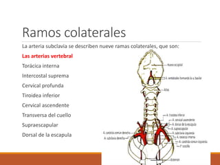Ramos colaterales
La arteria subclavia se describen nueve ramas colaterales, que son:
Las arterias vertebral
Torácica interna
Intercostal suprema
Cervical profunda
Tiroidea inferior
Cervical ascendente
Transversa del cuello
Supraescapular
Dorsal de la escapula
 