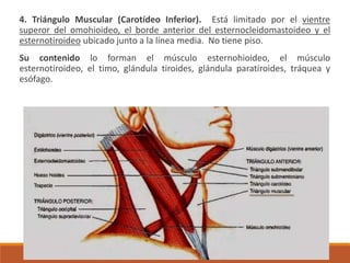 4. Triángulo Muscular (Carotídeo Inferior). Está limitado por el vientre
superor del omohioideo, el borde anterior del esternocleidomastoideo y el
esternotiroideo ubicado junto a la línea media. No tiene piso.
Su contenido lo forman el músculo esternohioideo, el músculo
esternotiroideo, el timo, glándula tiroides, glándula paratiroides, tráquea y
esófago.
 
