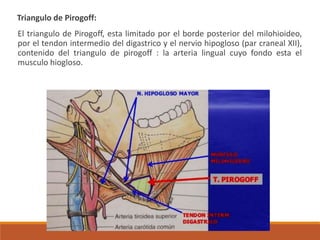 Triangulo de Pirogoff:
El triangulo de Pirogoff, esta limitado por el borde posterior del milohioideo,
por el tendon intermedio del digastrico y el nervio hipogloso (par craneal XII),
contenido del triangulo de pirogoff : la arteria lingual cuyo fondo esta el
musculo hiogloso.
 
