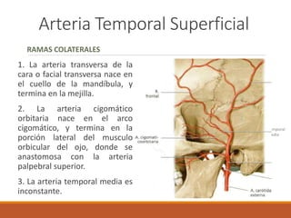 Arteria Temporal Superficial
RAMAS COLATERALES
1. La arteria transversa de la
cara o facial transversa nace en
el cuello de la mandíbula, y
termina en la mejilla.
2. La arteria cigomático
orbitaria nace en el arco
cigomático, y termina en la
porción lateral del musculo
orbicular del ojo, donde se
anastomosa con la arteria
palpebral superior.
3. La arteria temporal media es
inconstante.
Temporal
media
 