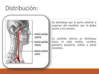 Distribución:
Se distribuye por la parte anterior y
superior del encéfalo, por el globo
ocular y sus anexos.
La carótida interna se distribuye
hacia el oído medio, cerebro,
glándula pituitaria, órbita y plexo
coroideo.
 