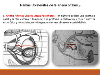 Ramas Colaterales de la arteria oftálmica
5. Arteria Arterias Ciliares Largas Posteriores.- en número de dos: una interna o
nasal y la otra externa o temporal, que perforan la esclerótica y corren entre la
esclerótica y la coroides, contribuyendo a formar el círculo arterial del iris.
 