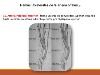 Ramas Colaterales de la arteria oftálmica
11. Arteria Palpebral superior.- forma un arco de convexidad superior, llegando
hasta la comisura externa y distribuyéndose por el párpado superior.
 
