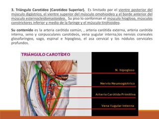 3. Triángulo Carotídeo (Carotídeo Superior). Es limitado por el vientre posterior del
músculo digástrico, el vientre superior del músculo omohioideo y el borde anterior del
músculo esternocleidomastoideo. Su piso lo conforman el músculo hiogloso, músculos
constrictores inferior y medio de la faringe y el músculo tirohioideo.
Su contenido es la arteria carótida común, , arteria carótida externa, arteria carótida
interna, seno y corpusculares carotideos, vena yugular interna,los nervios craneales
glosofaríngeo, vago, espinal e hipogloso, el asa cervical y los nódulos cervicales
profundos.
 