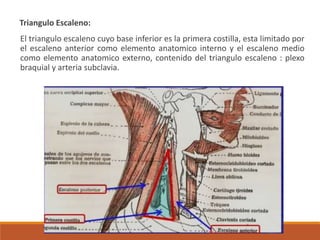 Triangulo Escaleno:
El triangulo escaleno cuyo base inferior es la primera costilla, esta limitado por
el escaleno anterior como elemento anatomico interno y el escaleno medio
como elemento anatomico externo, contenido del triangulo escaleno : plexo
braquial y arteria subclavia.
 