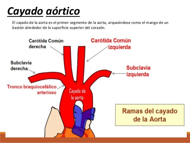 Carótida externa
