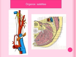 Órganos satélites
 