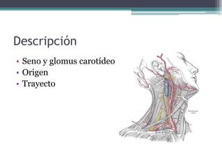 Descripción
• Seno y glomus carotídeo
• Origen
• Trayecto
 