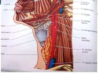 Seno y glomus carotídeo
 