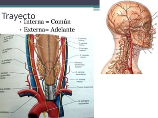 Trayecto
• Interna = Común
• Externa= Adelante
 