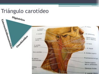 Triángulo carotídeo
 