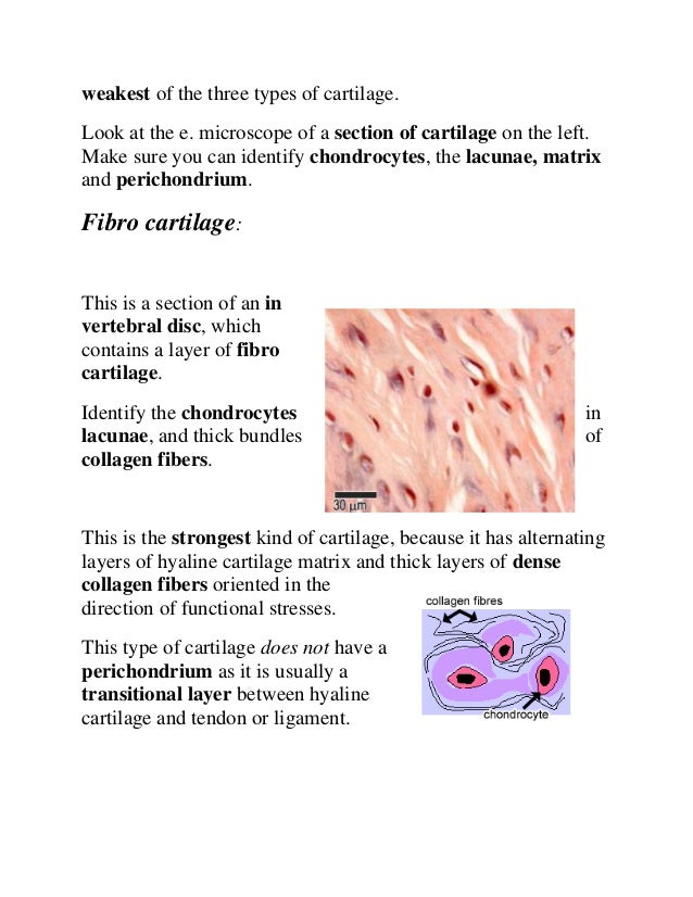 Cartilage Biology Diagrams