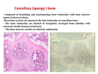 Cancellous (spongy ) bone
- composed of branching and anastomosing bone trabeculae with bone marrow
spaces in between them.
-Haversian systems are absent in the thin trabeculae of cancellous bone.
- The bone trabeculae are formed of irregularly arranged bone lamellae with
osteocytes inside lacunae in between.
- The bone marrow cavities are lined by endosteum.
 